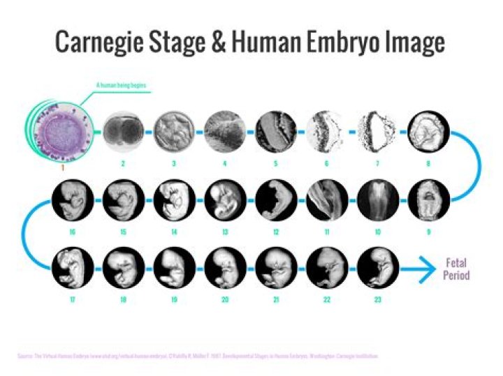 Carnegie Stages