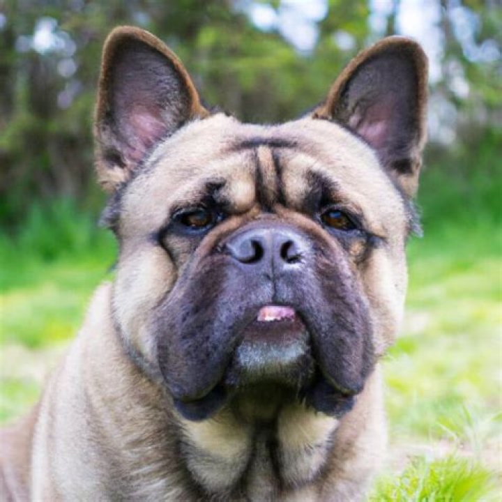 Discover The Extraordinary World Of Chow Chow French Bulldog Mixes