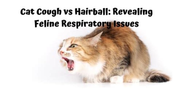 Discoveries On Cat Coughing Without Hairballs