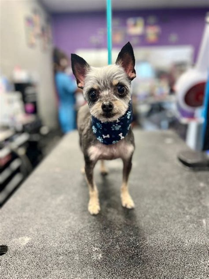 Dog Directory Services around Las Vegas – SOS Dog Grooming