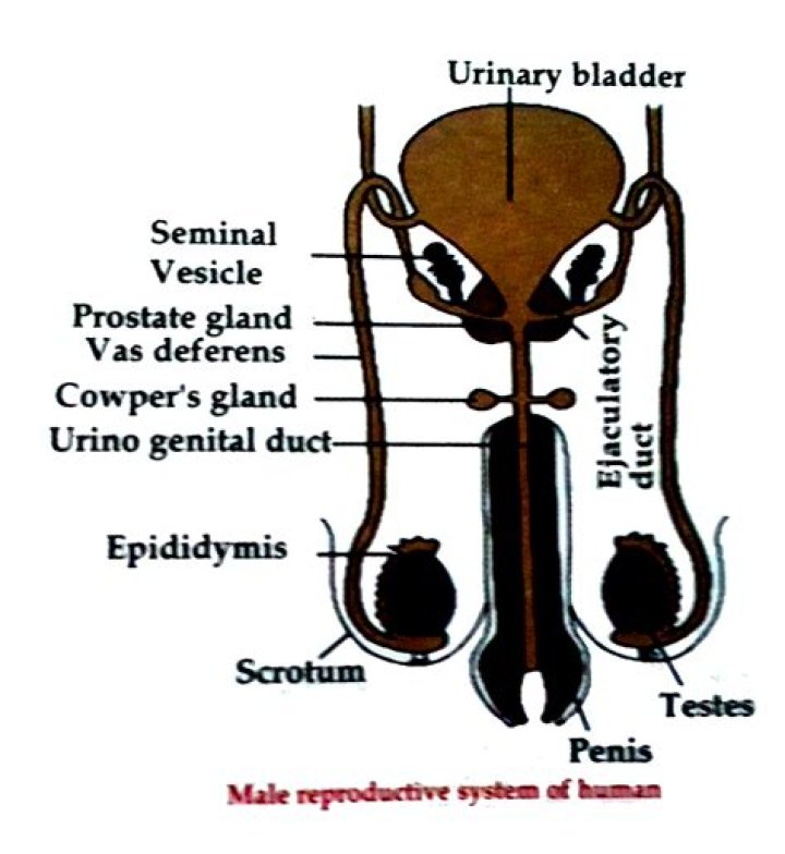 Explore The Mysteries Of Male Anatomy