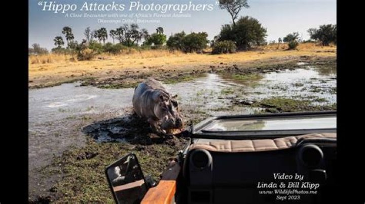 Hippo Attacks And The Quest For Prevention