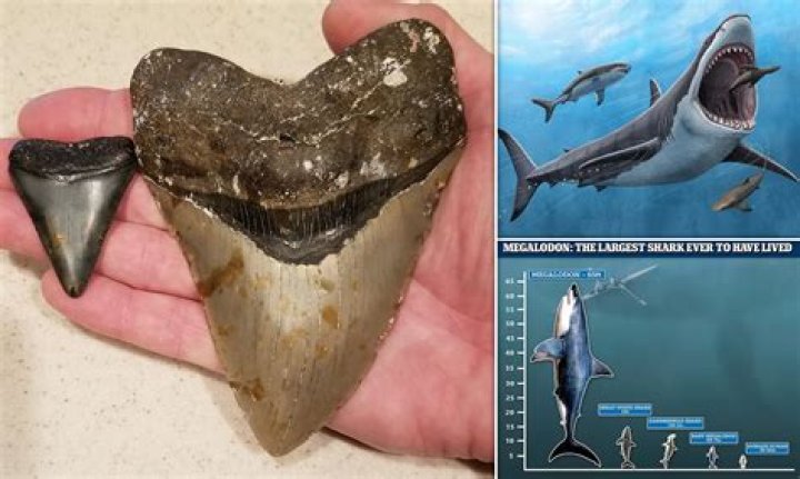 NASA's Frozen Megalodon: Unveiling Ancient Secrets