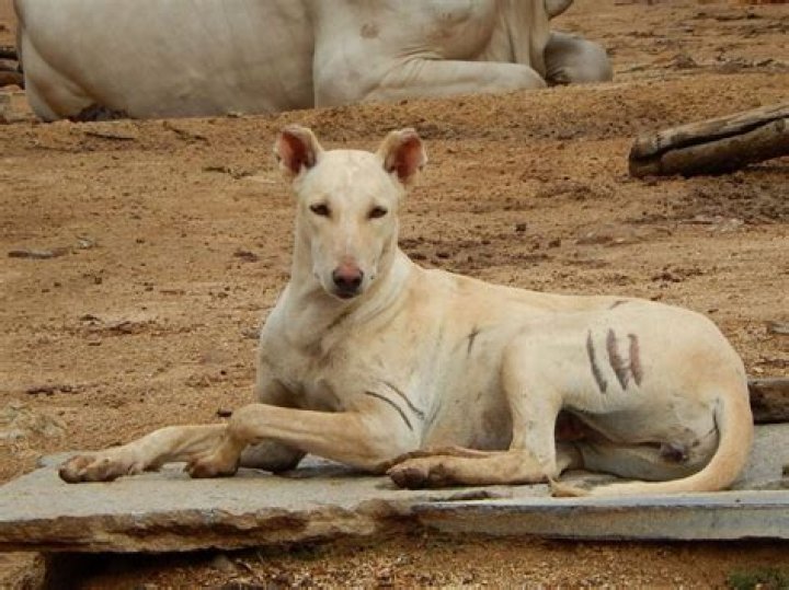 Pandikona's