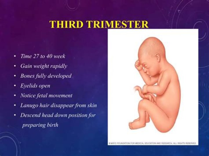 Third Trimester – Fetal Presentation